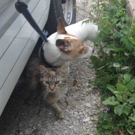 Jake and His Pals Image